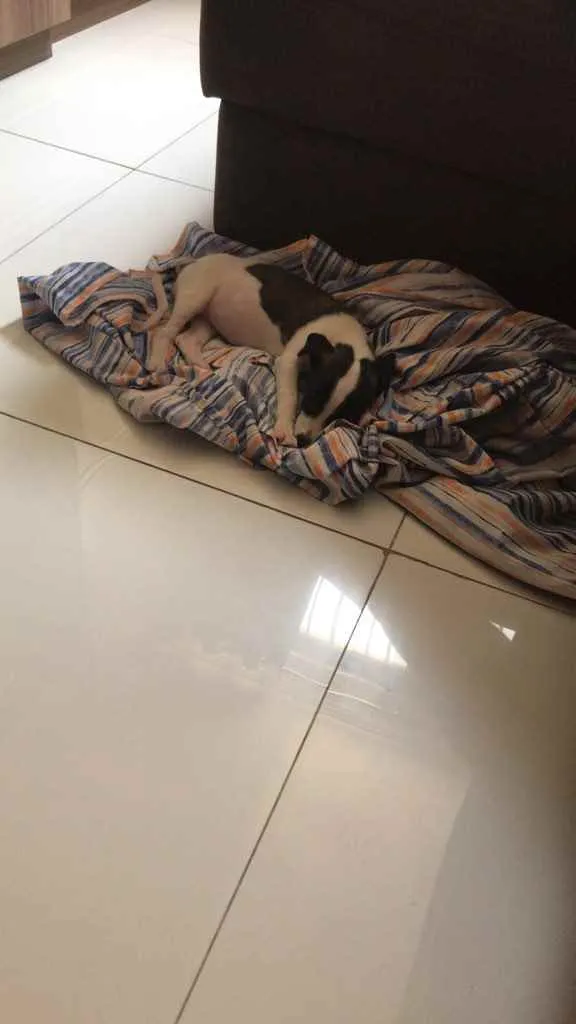 Cachorro ra a SRD idade 2 a 6 meses nome Amora