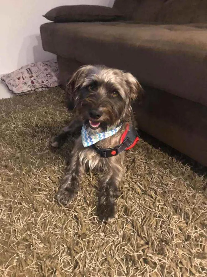 Cachorro raça SRD idade 7 a 11 meses nome Chiquinho