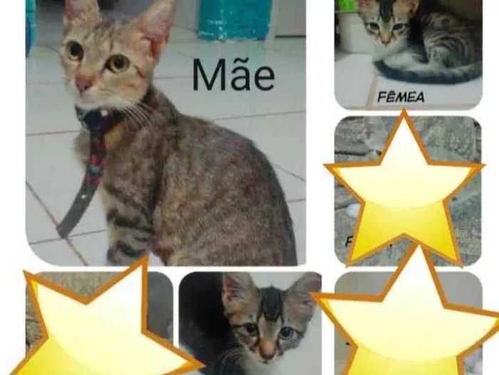 Gato ra a Vira lata  idade 2 a 6 meses nome Cabeçuda 