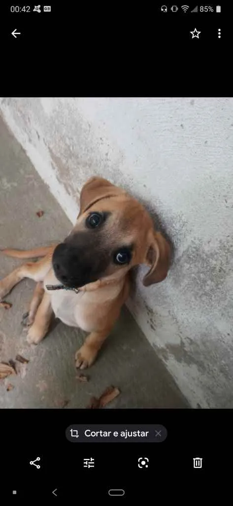 Cachorro ra a  idade 2 a 6 meses nome Bingo