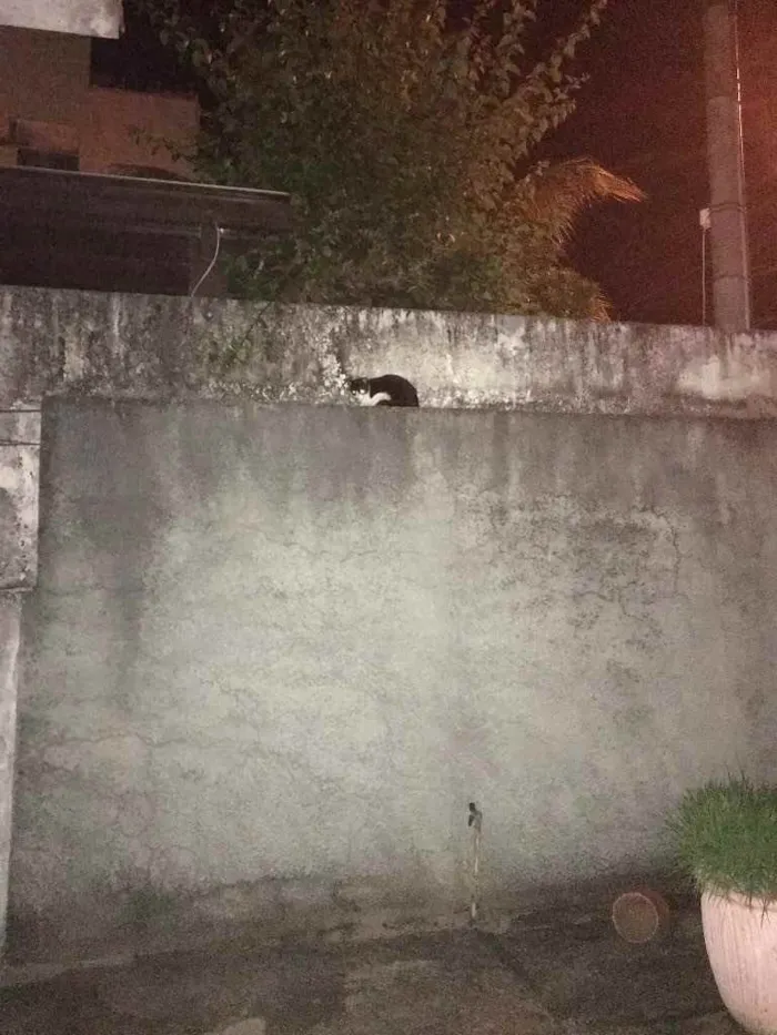 Gato raça Indefinida  idade 2 a 6 meses nome Sem nome