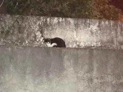 Gato raça Indefinida  idade 2 a 6 meses nome Sem nome