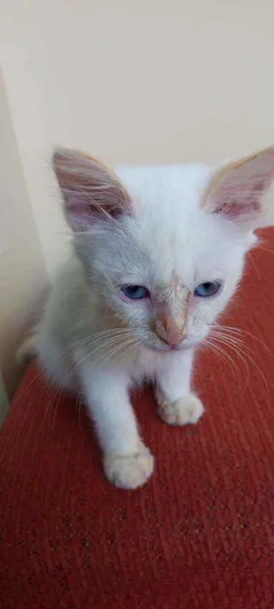 Gato raça Não sei idade Abaixo de 2 meses nome Branco