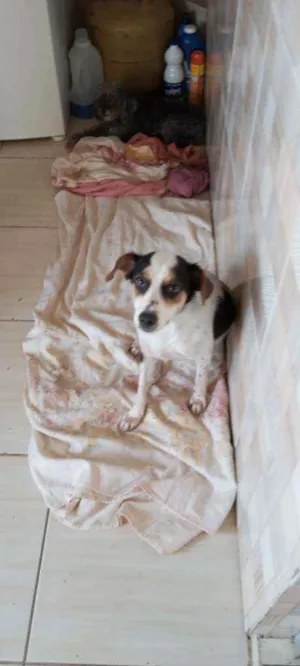 Cachorro raça Viralata idade 1 ano nome Aurora