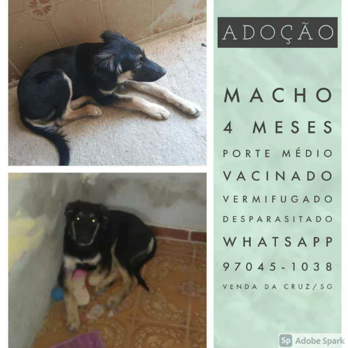 Cachorro ra a Vira-latas. idade 2 a 6 meses nome Valentina, Toby e Co