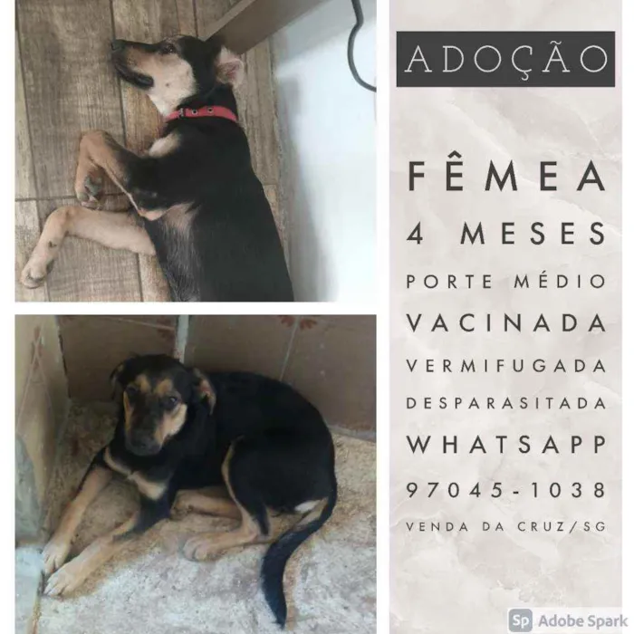 Cachorro ra a Vira-latas. idade 2 a 6 meses nome Valentina, Toby e Co