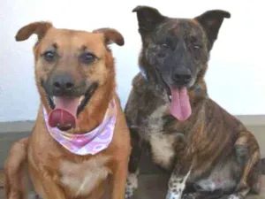 Cachorro raça SRD-ViraLata idade 4 anos nome Zilú e Zezé