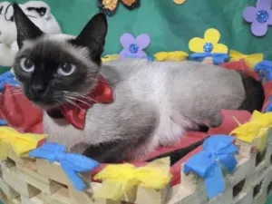Gato raça Siamesa  idade 7 a 11 meses nome Zoe 