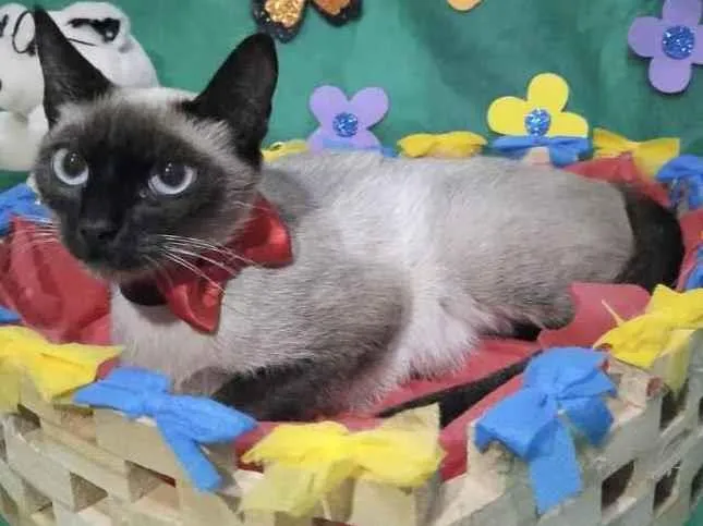 Gato ra a Siamesa  idade 7 a 11 meses nome Zoe 