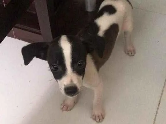 Cachorro ra a SRD idade 2 a 6 meses nome Amora