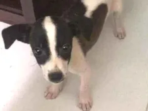 Cachorro raça SRD idade 2 a 6 meses nome Amora