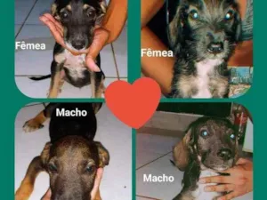 Cachorro raça Poodle com vira lata  idade 2 a 6 meses nome Drika, gêmeos e fofa