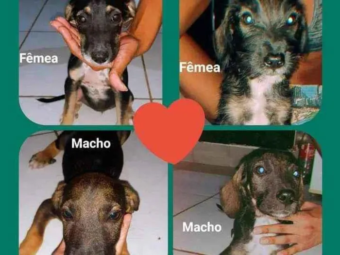 Cachorro ra a Poodle com vira lata  idade 2 a 6 meses nome Drika, gêmeos e fofa