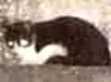 Gato raça Indefinida  idade 2 a 6 meses nome Sem nome