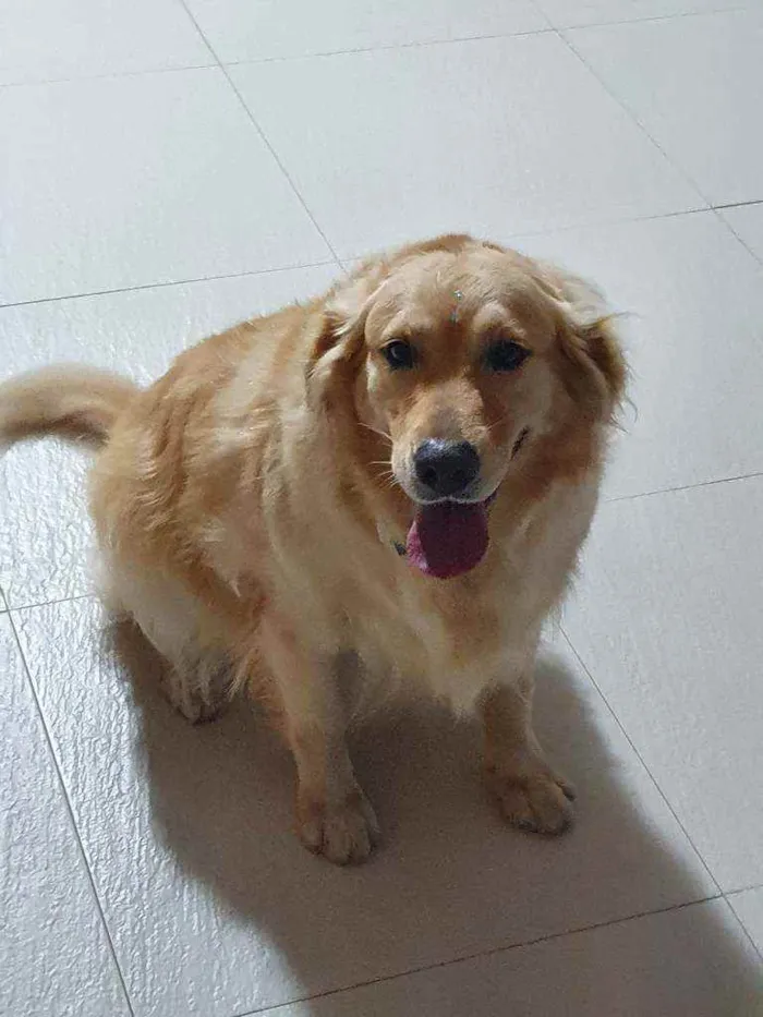 Cachorro ra a Golden retriever idade 3 anos nome Jhony