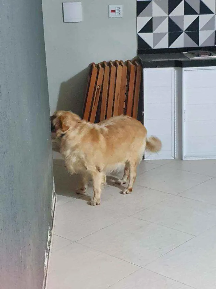 Cachorro ra a Golden retriever idade 3 anos nome Jhony