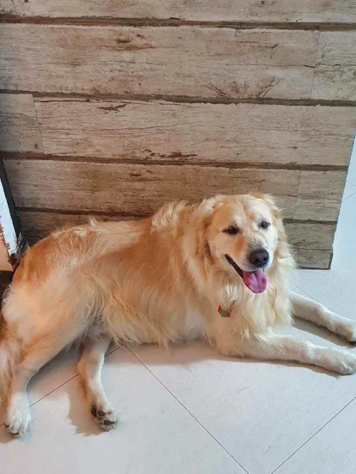 Cachorro ra a Golden retriever idade 3 anos nome Jhony