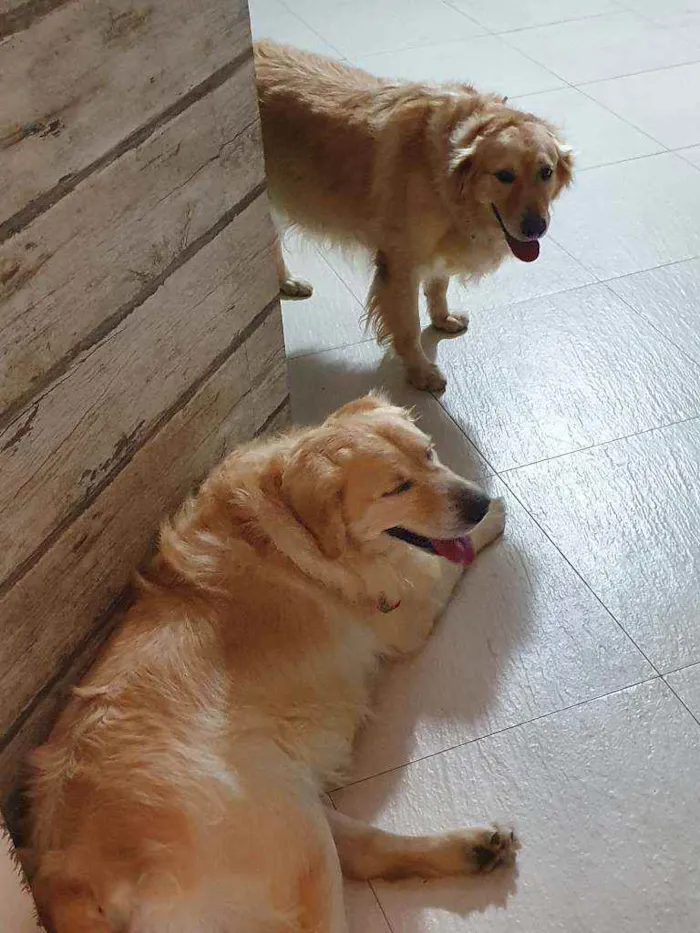 Cachorro ra a Golden retriever idade 3 anos nome Jhony