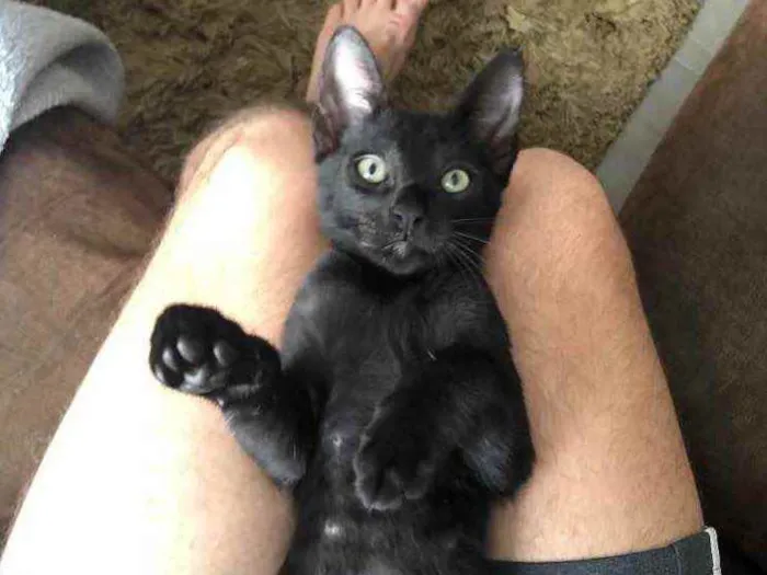 Gato ra a - idade Abaixo de 2 meses nome Zeca