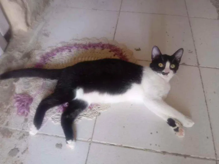 Gato raça Srd idade 2 a 6 meses nome Gata cas para adoçao