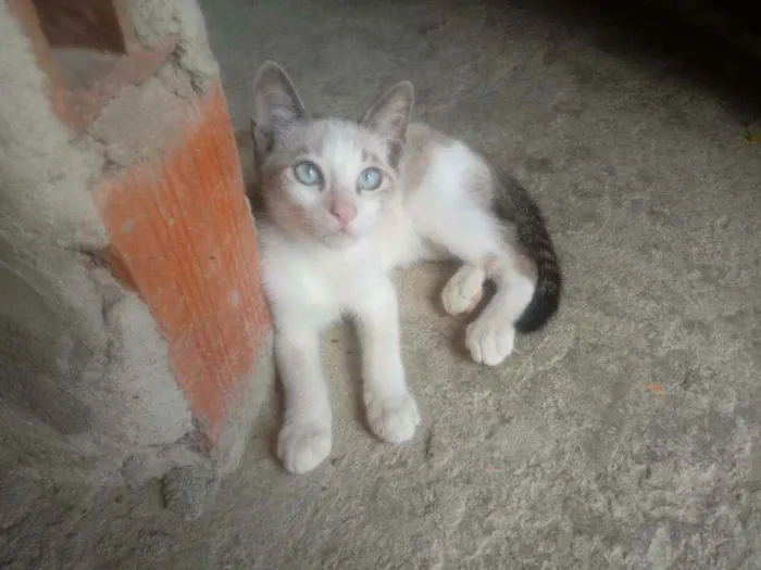 Gato raça Srd idade 2 a 6 meses nome Meloso