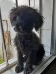Cachorro raça SRD idade 2 a 6 meses nome Pupy