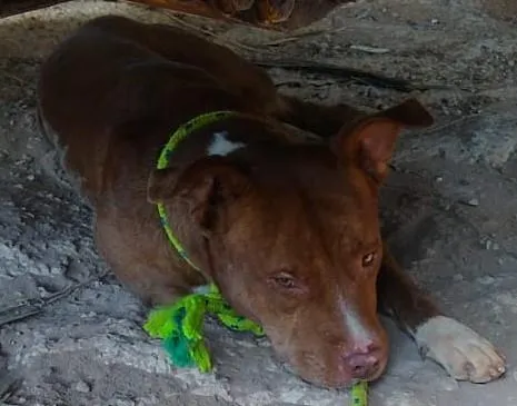 Cachorro raça Pit-Bull idade 1 ano nome THOR