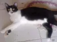 Gata cas para adoçao