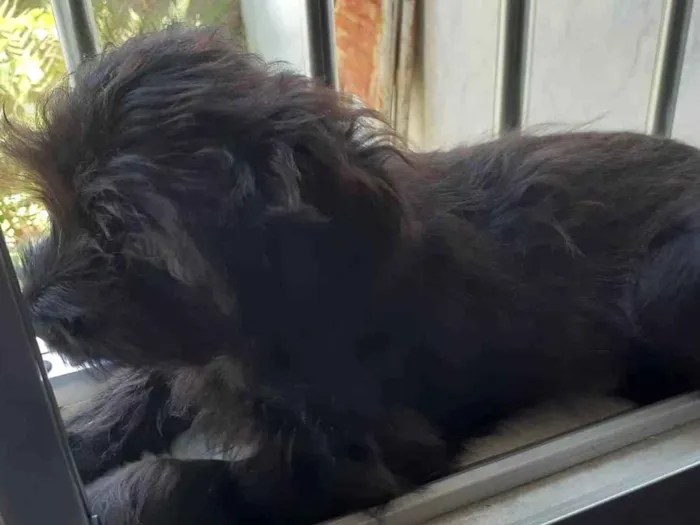 Cachorro raça SRD idade 2 a 6 meses nome Pupy