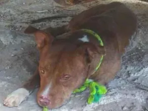 Cachorro raça Pit-Bull idade 1 ano nome THOR