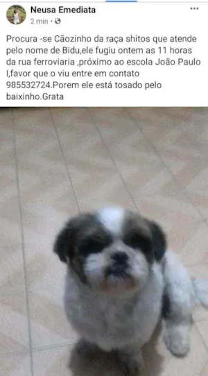 Cachorro raça Shiston idade 7 a 11 meses nome Bidu