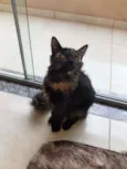 Catleia