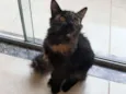 Catleia