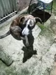 Pantera