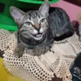 Gato raça SRD idade 2 a 6 meses nome Maju