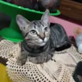 Gato raça SRD idade 2 a 6 meses nome Maju