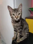 Gato raça SRD idade 2 a 6 meses nome Maju