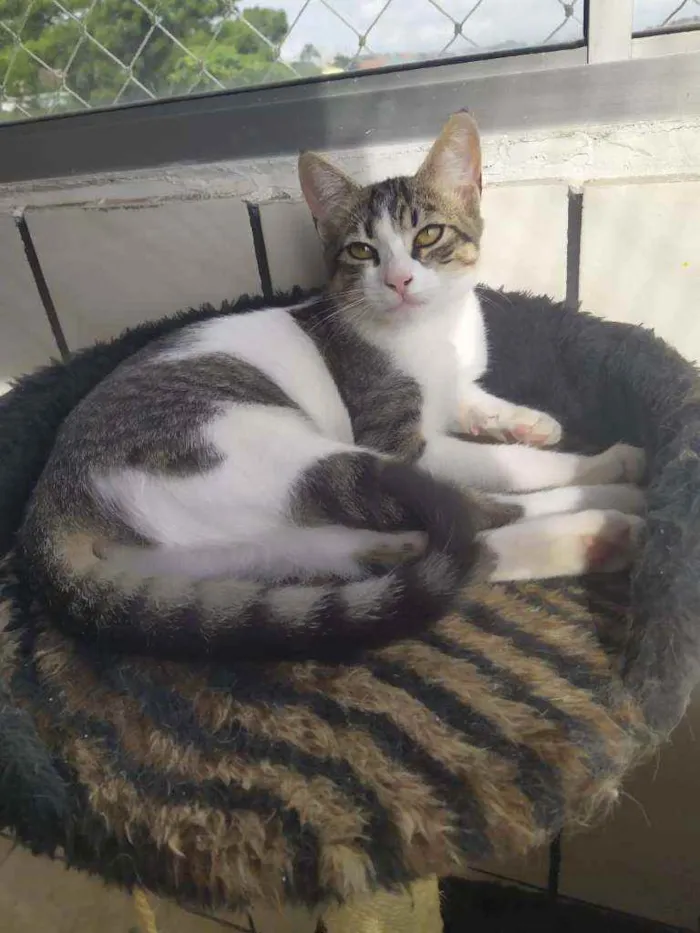 Gato ra a felina idade 2 a 6 meses nome Mimosa