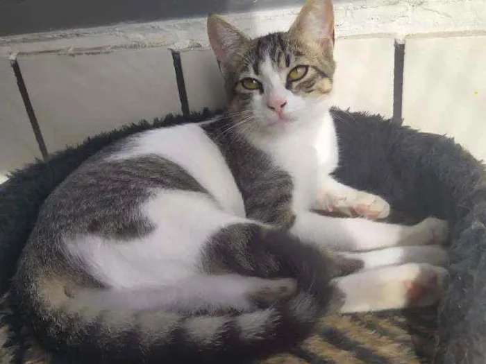 Gato ra a felina idade 2 a 6 meses nome Mimosa