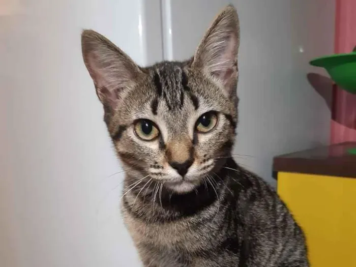 Gato raça SRD idade 2 a 6 meses nome Maju