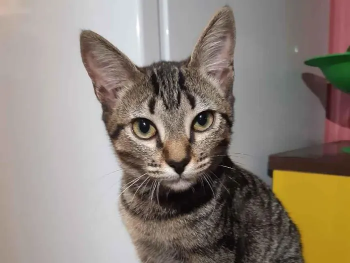 Gato raça SRD idade 2 a 6 meses nome Maju