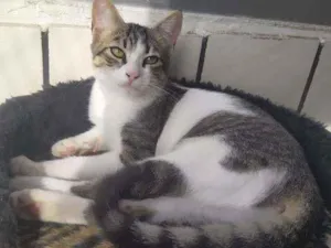 Gato raça felina idade 2 a 6 meses nome Mimosa