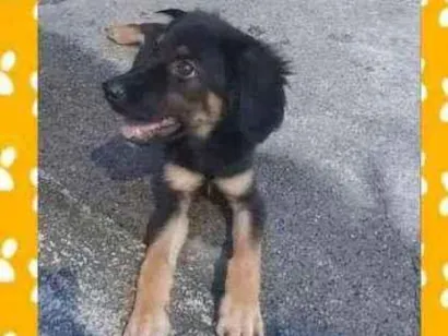 Cachorro raça Indefinido idade 2 a 6 meses nome Indefinido