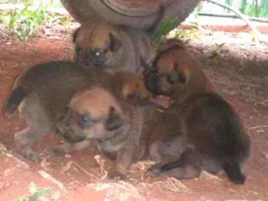 Cachorro raça Vira lata idade Abaixo de 2 meses nome Sem nomes ainda 