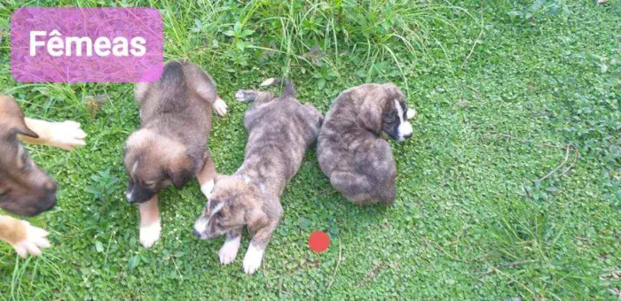 Cachorro ra a SRD idade Abaixo de 2 meses nome Cachorrinho
