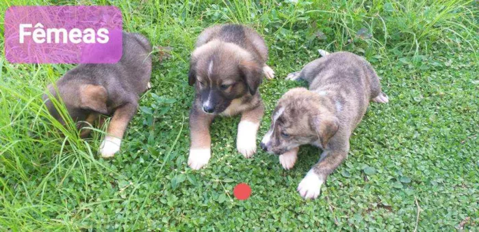 Cachorro ra a SRD idade Abaixo de 2 meses nome Cachorrinho
