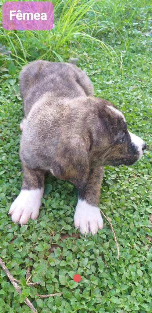 Cachorro ra a SRD idade Abaixo de 2 meses nome Cachorrinho