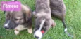 Cachorrinho