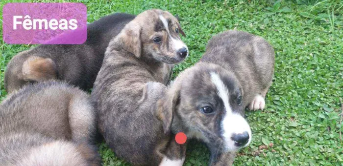 Cachorro ra a SRD idade Abaixo de 2 meses nome Cachorrinho