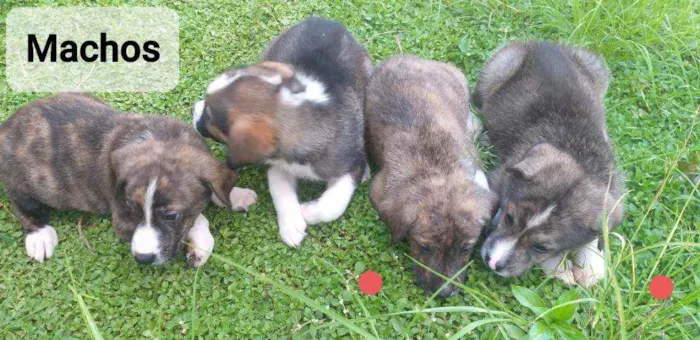 Cachorro ra a SRD idade Abaixo de 2 meses nome Cachorrinho